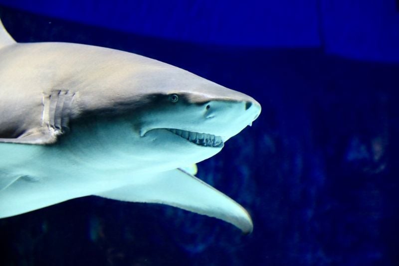 Blue Planet Aquarium, United Kingdom - #15 best aquariums in the world