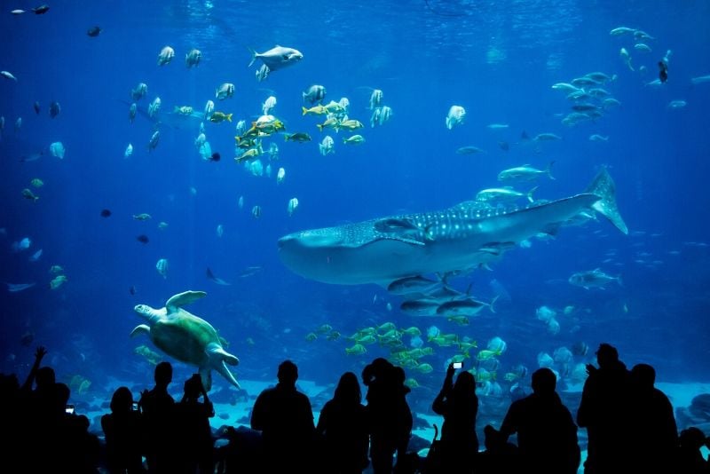 Georgia Aquarium, United States - #3 best aquariums in the world