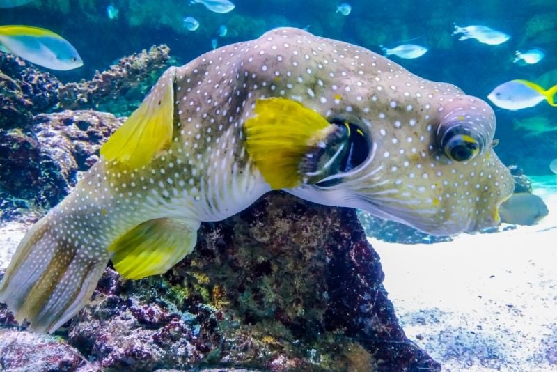 Aquarium de La Rochelle, France - #41 best aquariums in the world