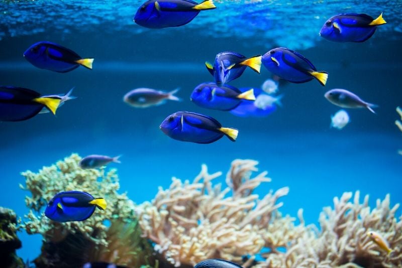 National Marine Aquarium, United Kingdom - #49 best aquariums in the world