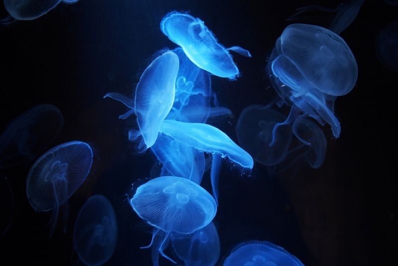 Nausicaá, France - #24 best aquariums in the world
