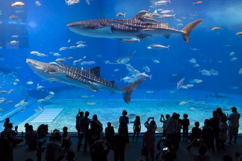 Okinawa Churaumi Aquarium, Japan - #1 best aquariums in the world