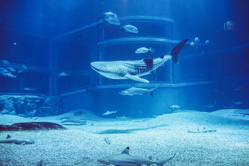 Osaka Aquarium Kaiyukan, Japan - #8 best aquariums in the world