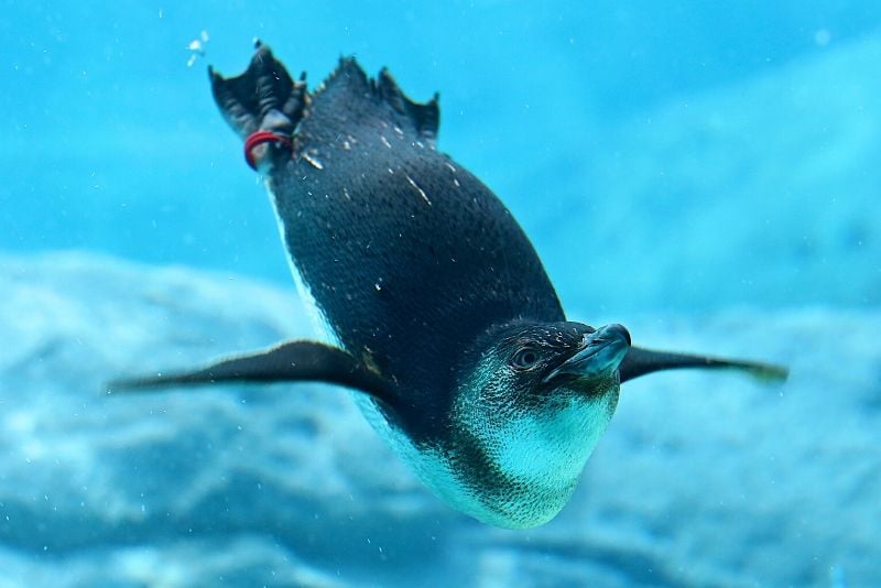 SEA LIFE Sydney Aquarium, Australia - #40 best aquariums in the world