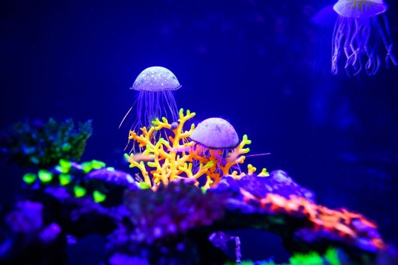 Tennessee Aquarium, United States - #37 best aquariums in the world