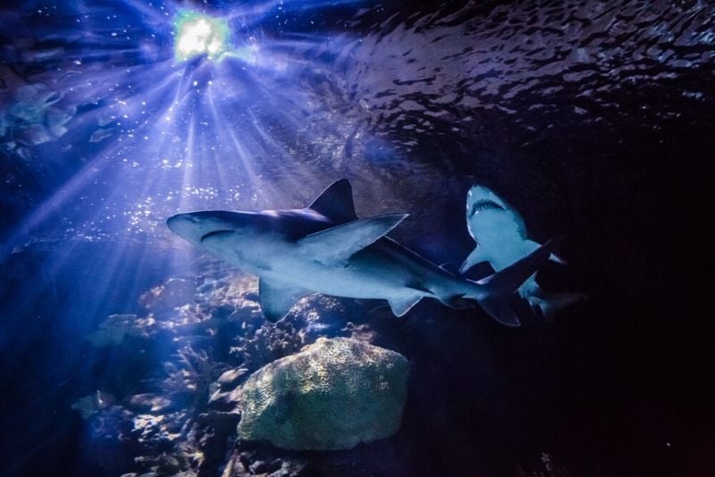 Texas State Aquarium, United States - #34 best aquariums in the world