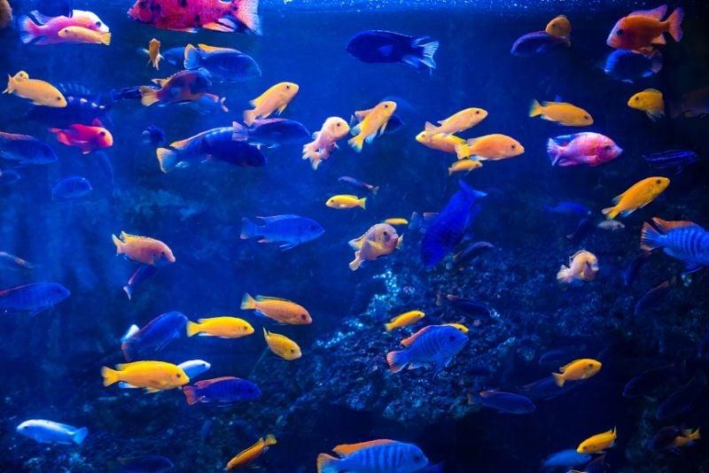 The Deep Aquarium, United Kingdom - #26 best aquariums in the world