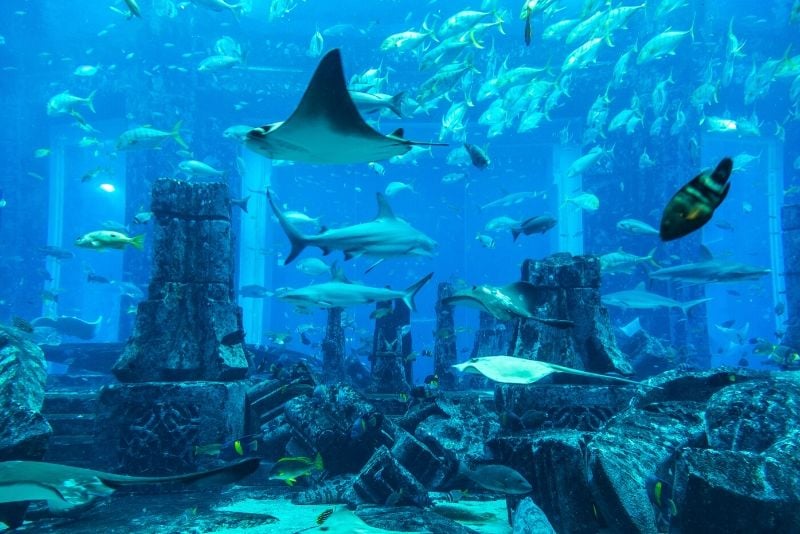 The Lost Chambers Aquarium, United Arab Emirates - #17 best aquariums in the world