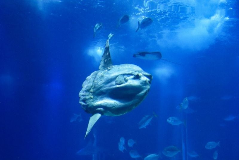 The North Sea Oceanarium, Denmark - #36 best aquariums in the world