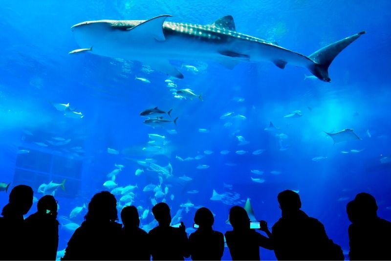 Yantai Haichang Whale Shark Aquarium, China - #32 best aquariums in the world
