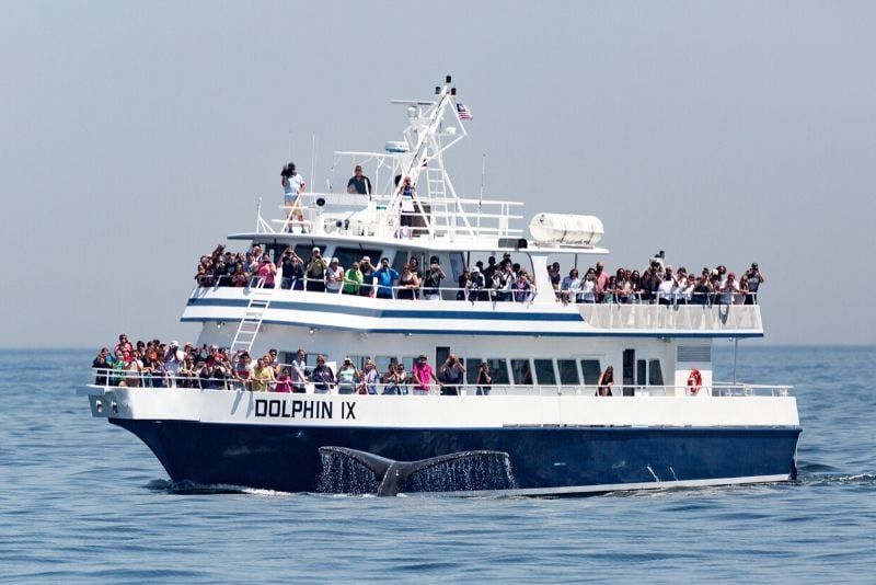 Boston whale watching cruise price cost