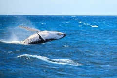 Boston whale watching cruise