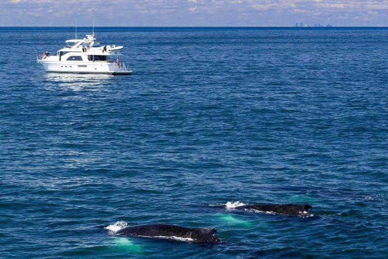 Boston whale watching cruises tips
