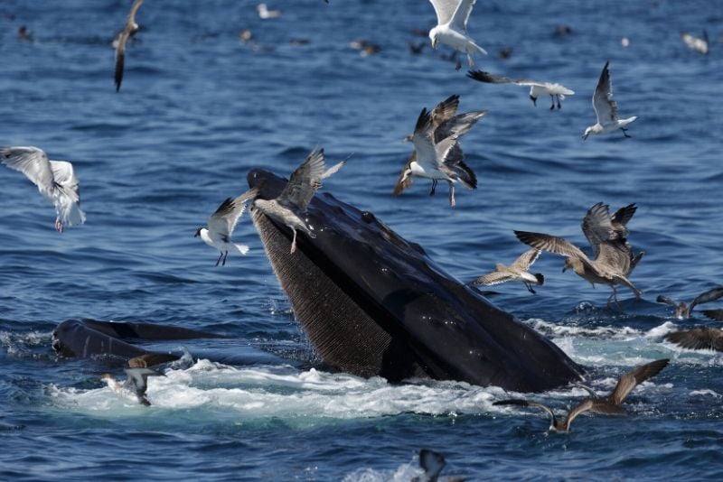 best time of year for whale watching in Boston