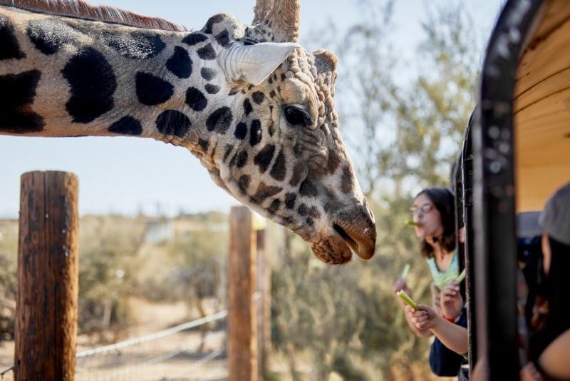 Jeep Tour of Camp Verde's Out of Africa Wildlife Park