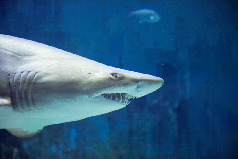 Las Vegas Shark Reef Aquarium