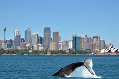 Sydney whale watching cruise