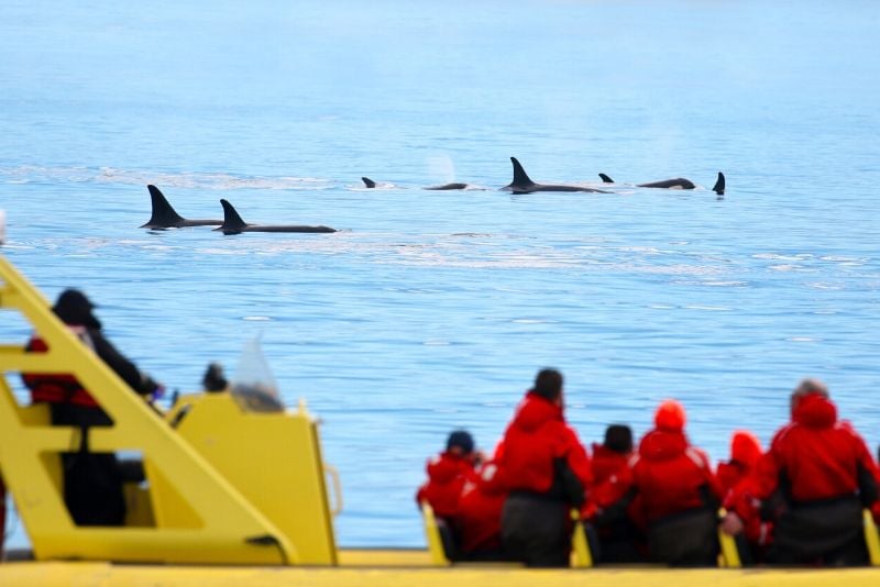 Vancouver whale watching cruise price