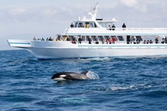 Vancouver whale watching cruise