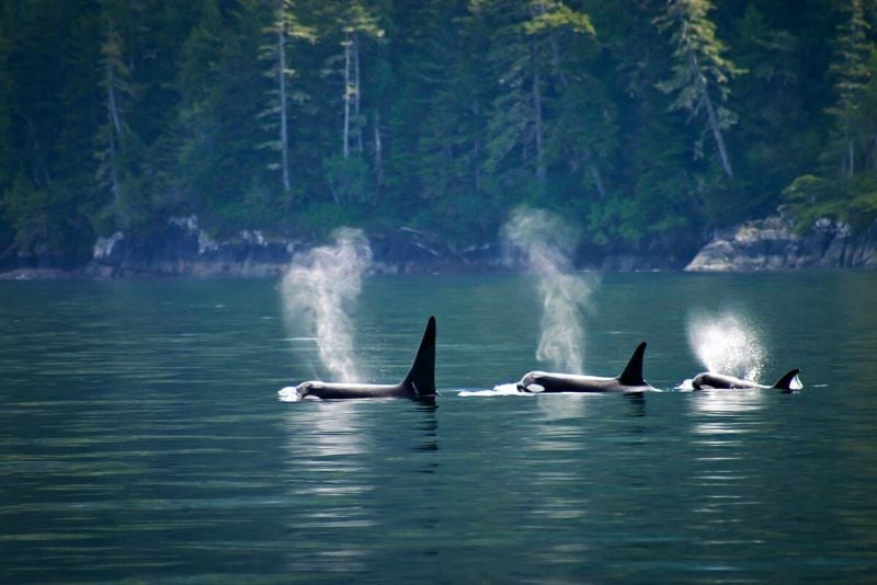 best time of year for whale watching in Vancouver