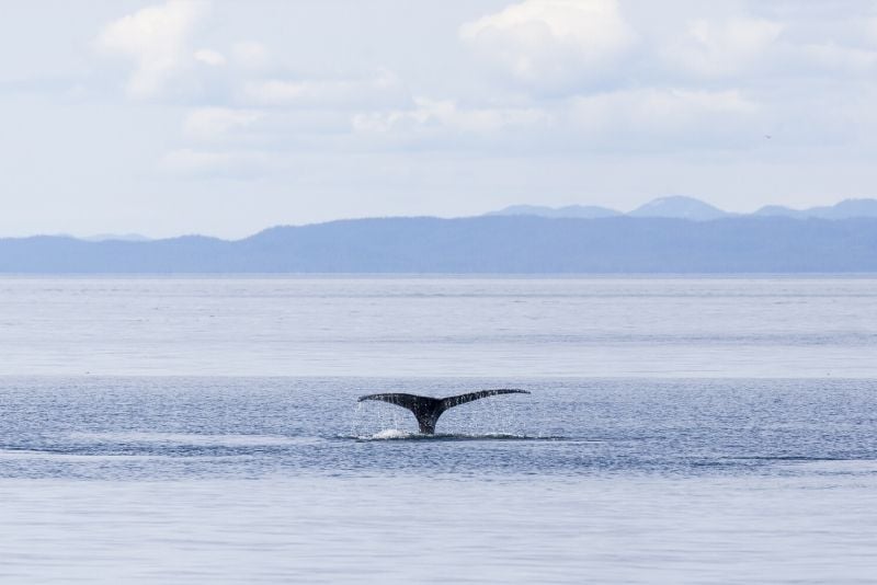 book Vancouver whale watching cruises online