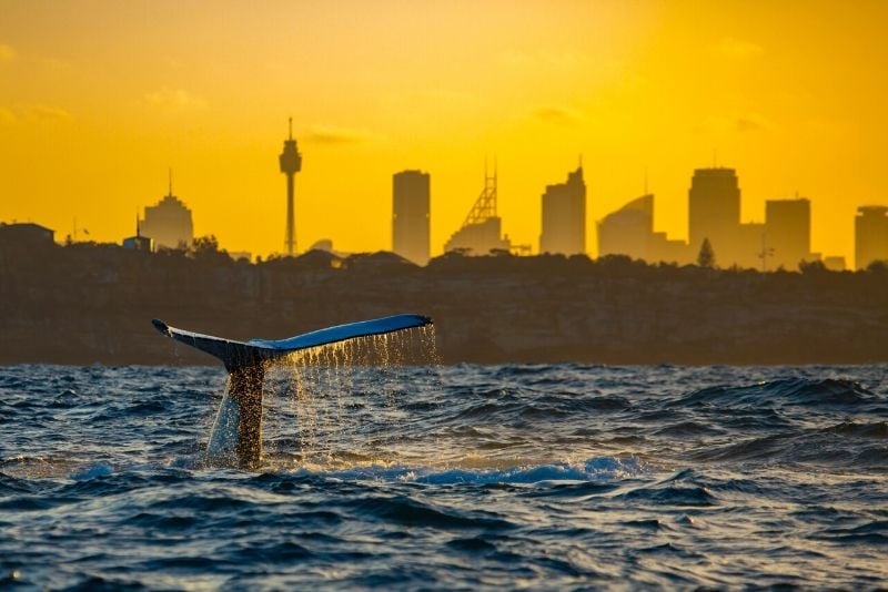 book a whale-watching cruise from Sydney online