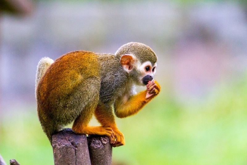 Fundación Zoológica para la Vida Silvestre, Miami, Florida