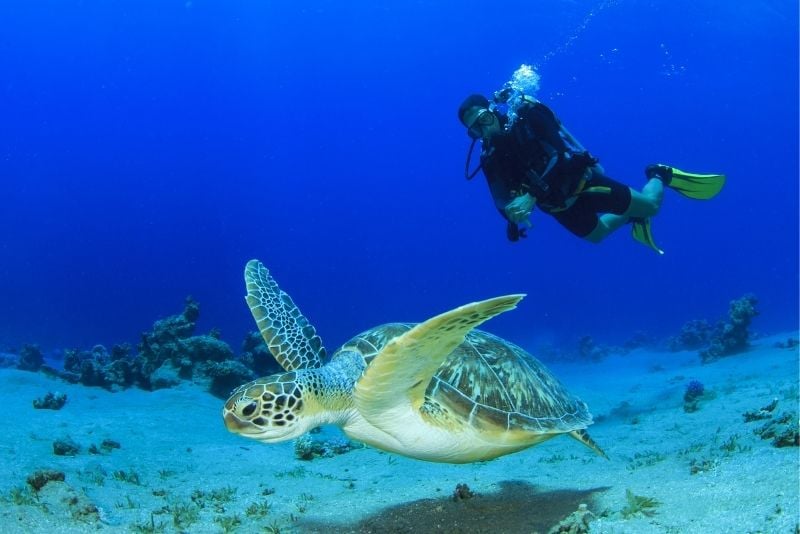 loggerhead diving in Boynton Beach