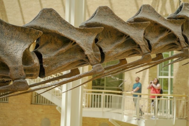 Fernbank Museum Of Natural History, Atlanta