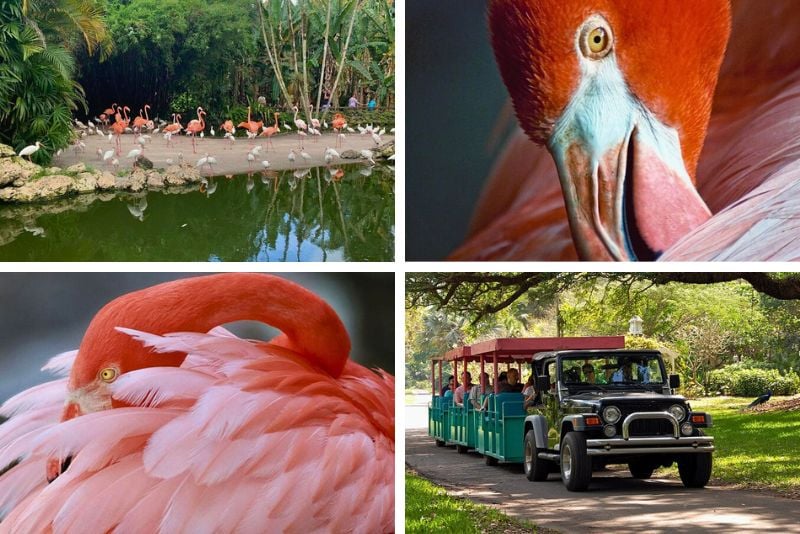 Flamingo Gardens, Fort Lauderdale