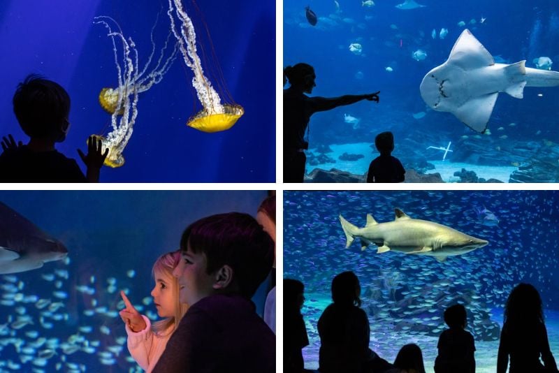 Georgia Aquarium, Atlanta