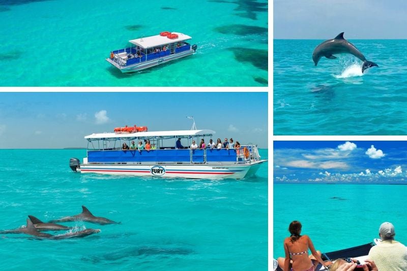 dolphin watching in Key West