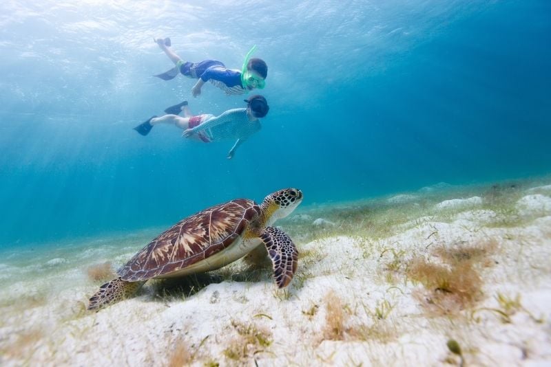 snorkeling with turtles, Cancun, Mexico