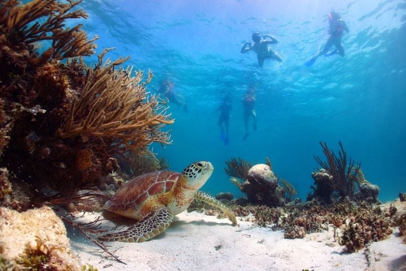 Esnórquel con tortugas en Cancún, México