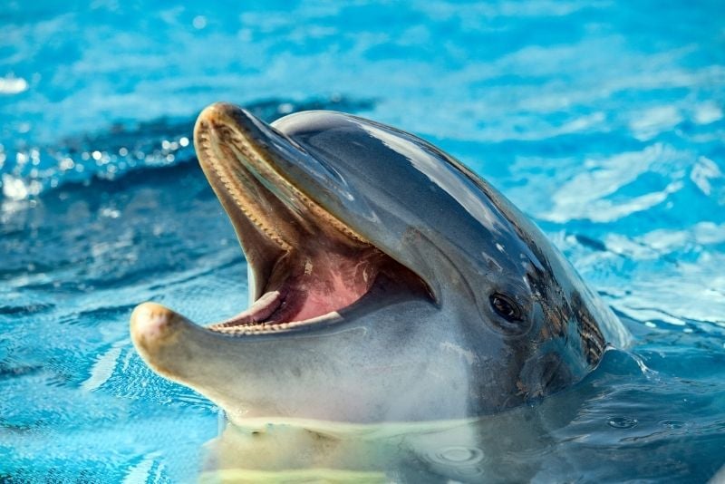 nadar con delfines en Isla Mujeres, México