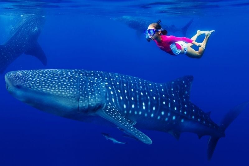 swimming with whale shark in Cancun, Mexico