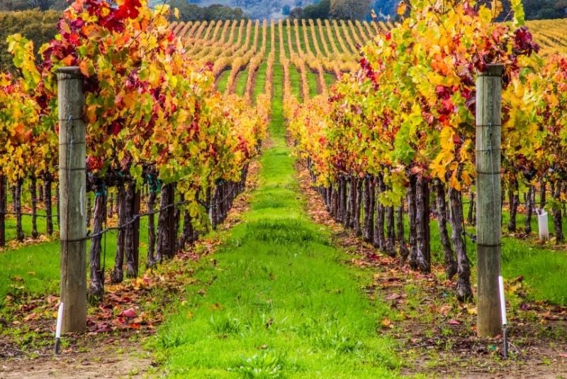 Napa and Sonoma Wine Country - Full-Day Tour from San Francisco