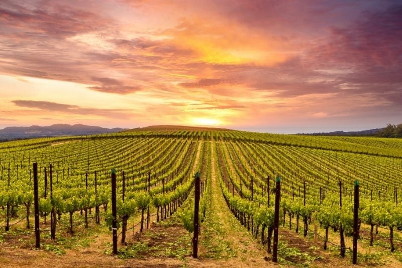 Napa and Sonoma World-Class Wine Tour with Lunch