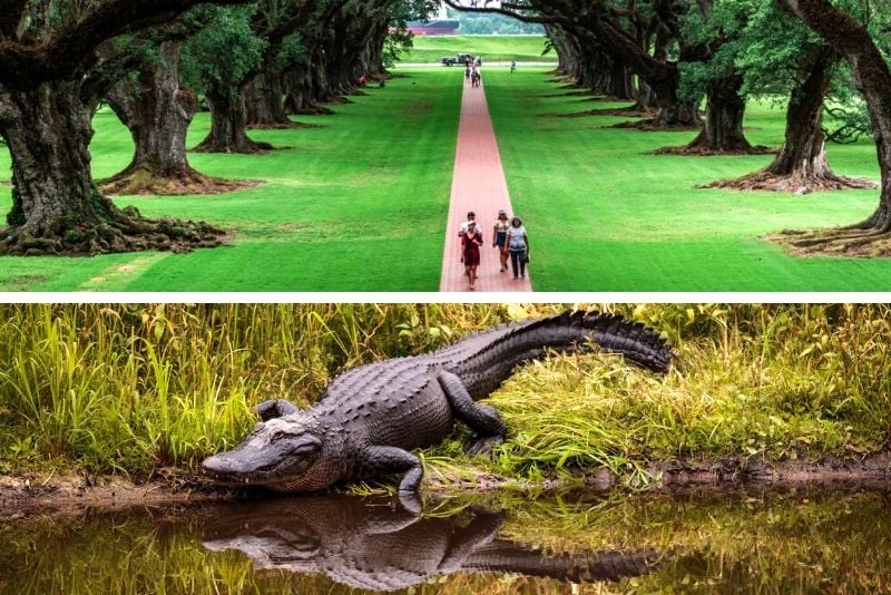 N’awlins Luxury Laura, Oak Alley or Whitney Plantation with Swamp Tour