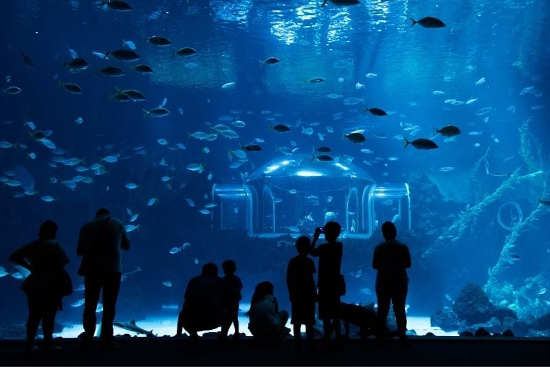 Poema del Mar Aquarium, Gran Canaria
