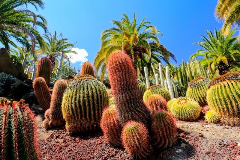 Jardin botanique Viera et Clavijo, Gran Canaria