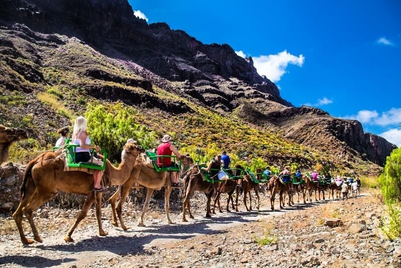 camel riding in Gran Canaria