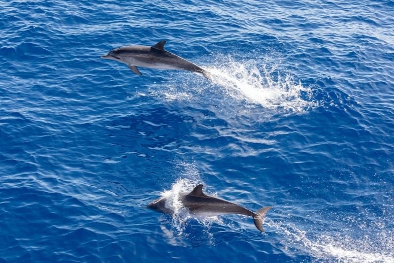 observation des dauphins Tenerife