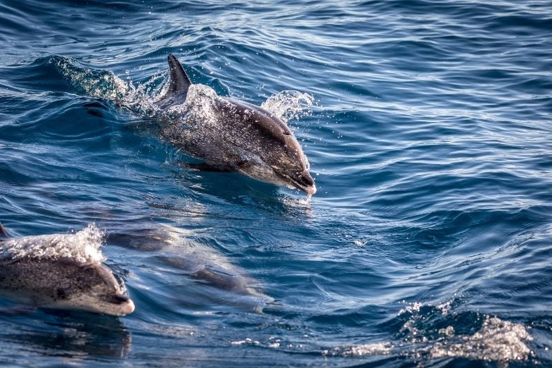 avistamiento de delfines en Gran Canaria