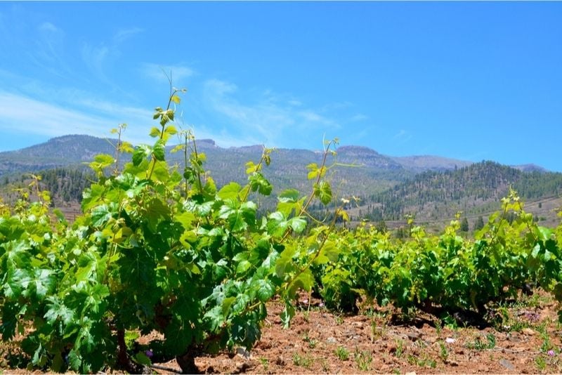 vignobles Tenerife