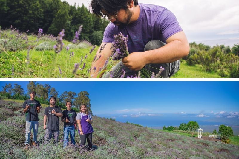 Ali’i Kula Lavender, Maui