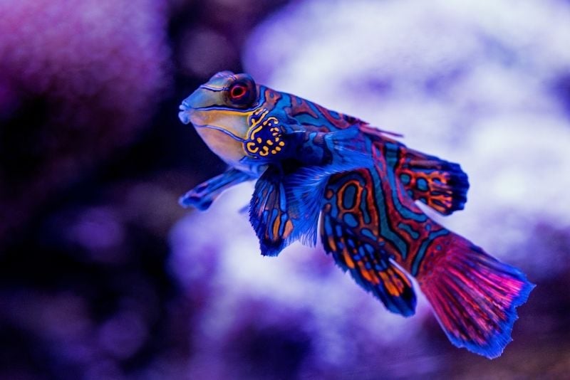 Cairns Aquarium