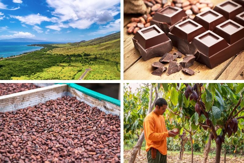 chocolate tastings in Maui