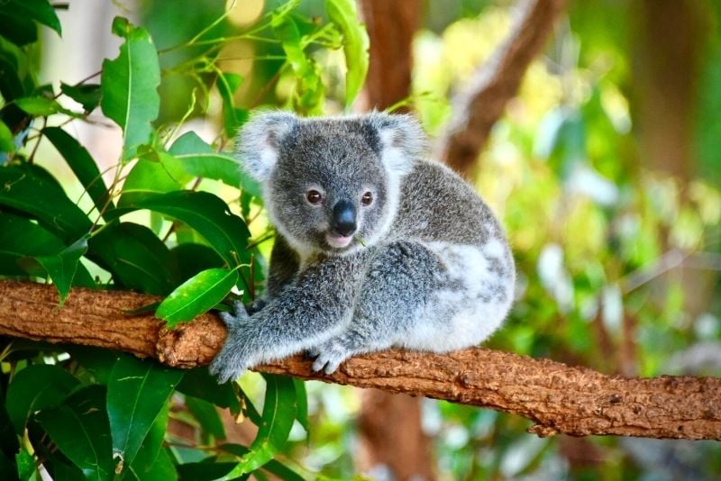 koala at Bredl's Wild Farm