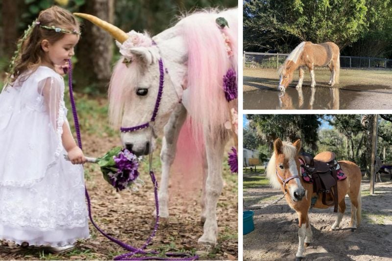 HorsePower for Kids & Animal Sanctuary